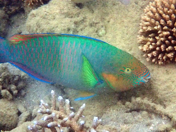 Poisson-perroquet