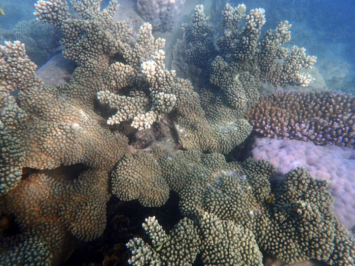 Corail dur