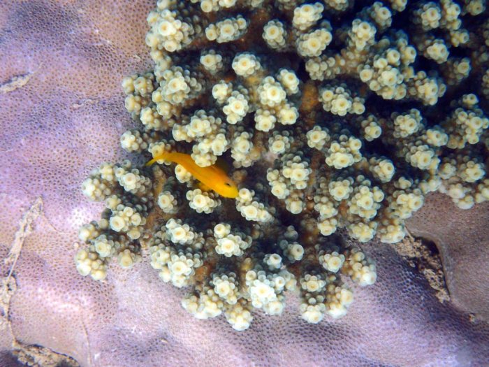 Gobiodon okinawae