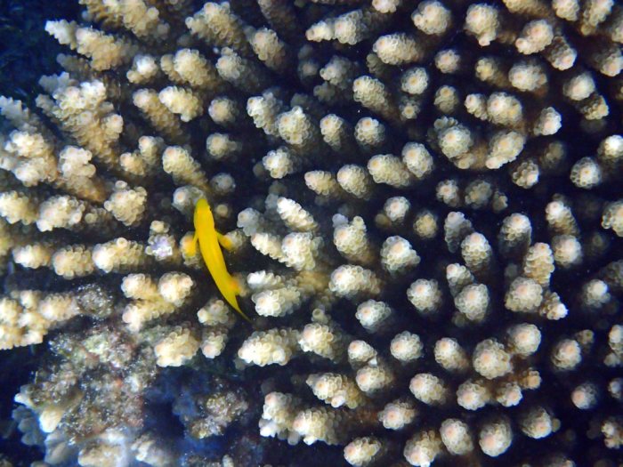 Gobiodon okinawae
