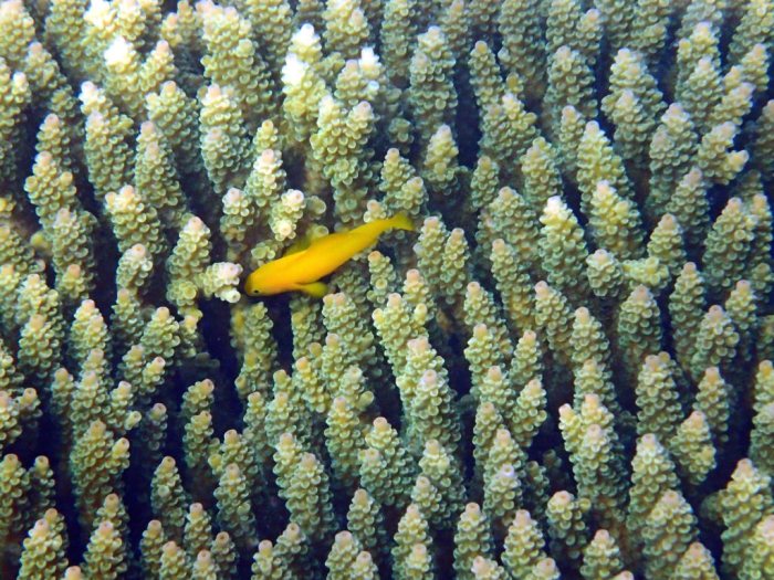 Gobiodon okinawae