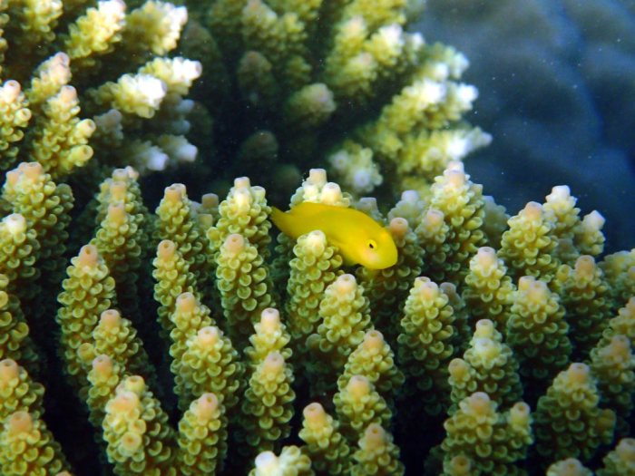 Gobiodon okinawae