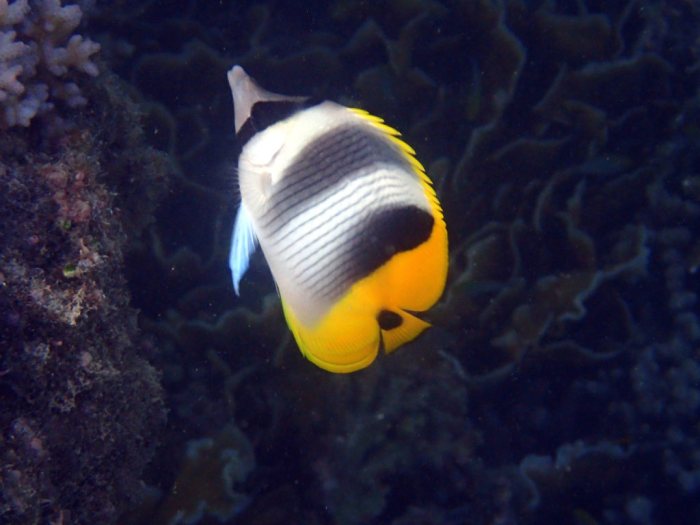 Chaetodon ulietensis