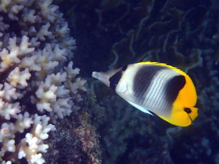 Chaetodon ulietensis