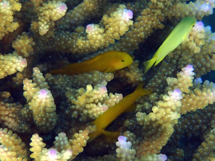 Gobiodon okinawae