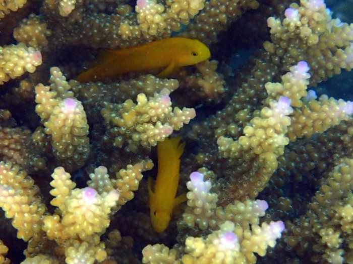 Gobiodon okinawae