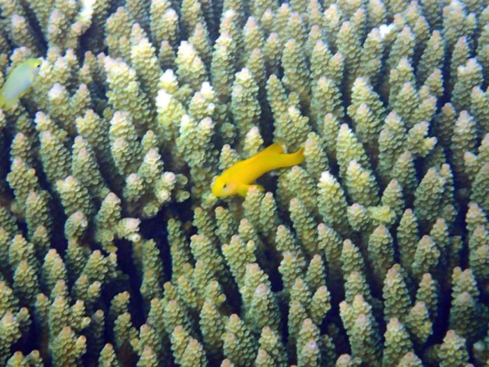 Gobiodon okinawae