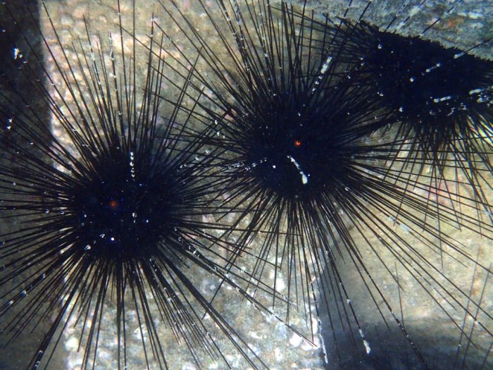 Diadema setosum