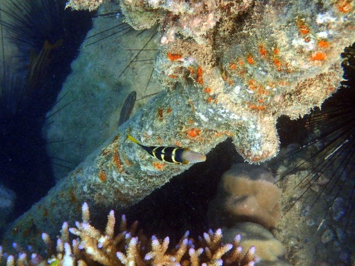 Canthigaster valentini
