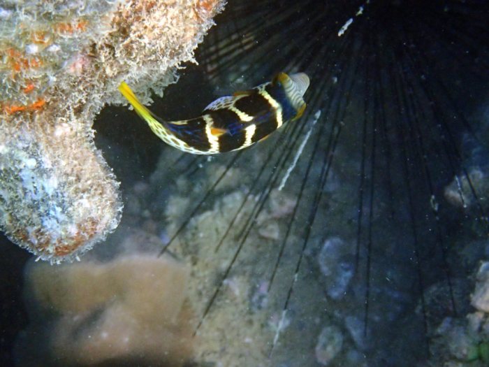 Canthigaster valentini