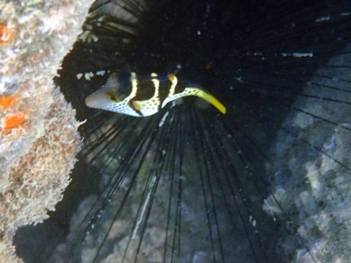 Canthigaster valentini