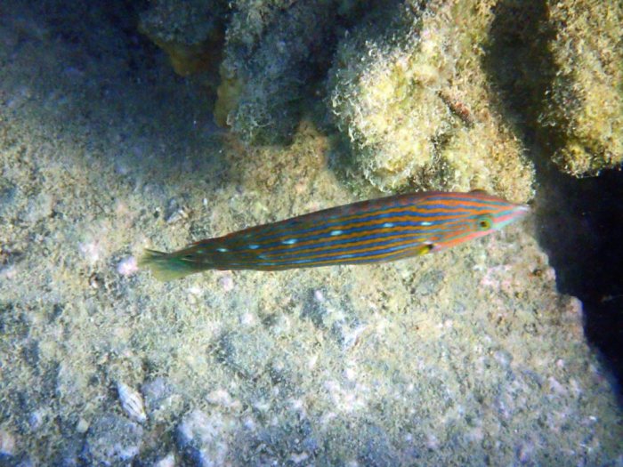 Halichoeres melanurus