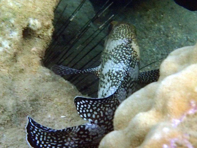 Epinephelus ongus