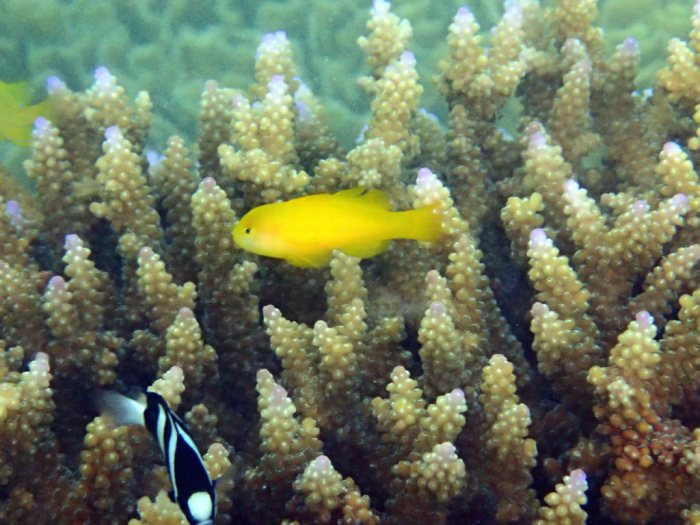Gobiodon okinawae