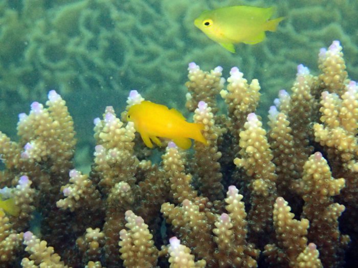 Gobiodon okinawae