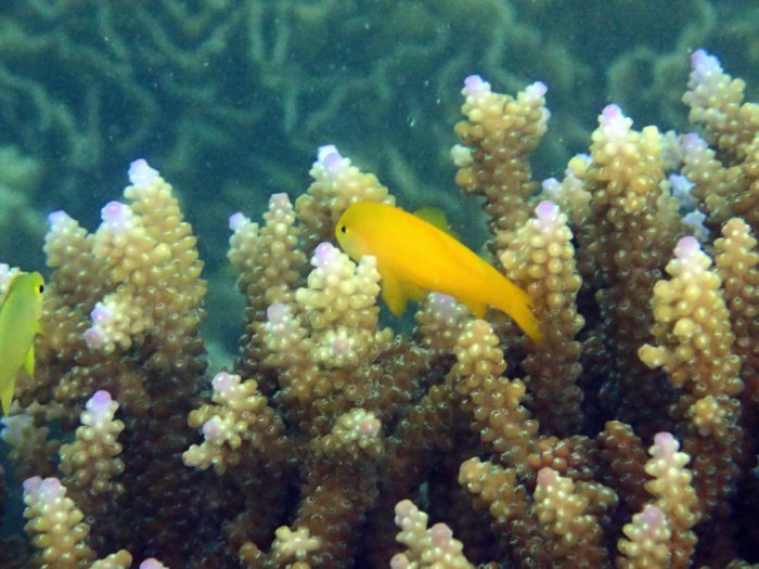 Gobiodon okinawae