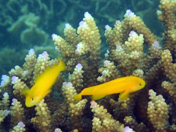 Gobiodon okinawae
