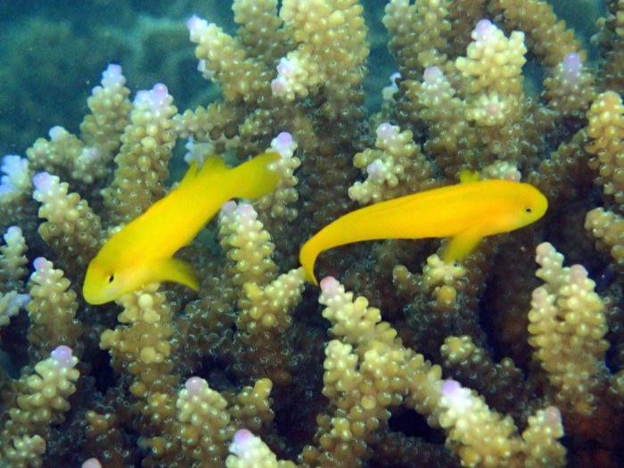Gobiodon okinawae