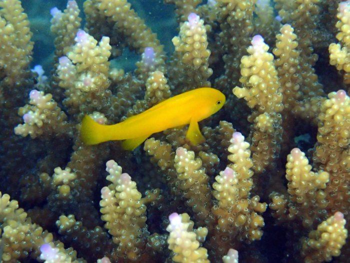 Gobiodon okinawae