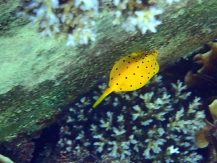 Ostracion cubicus