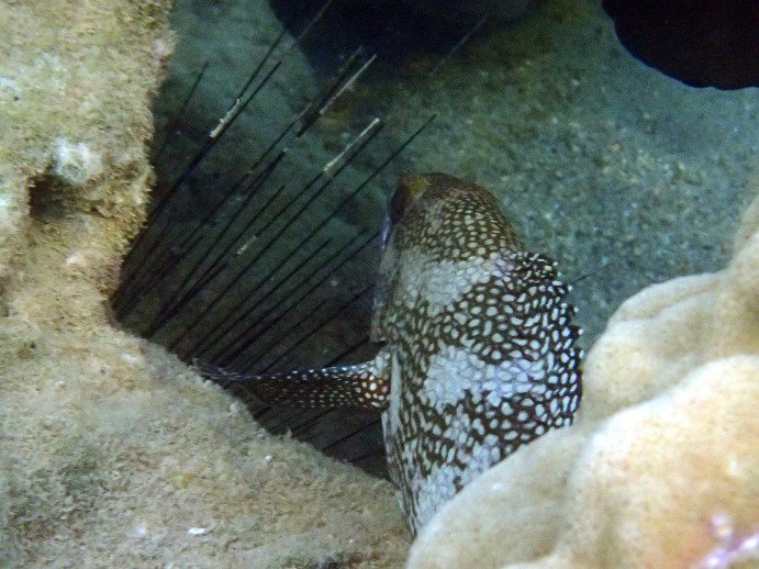 Epinephelus ongus