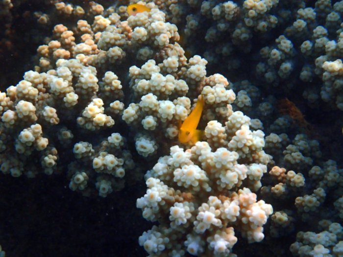 Gobiodon okinawae
