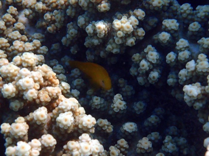 Gobiodon okinawae