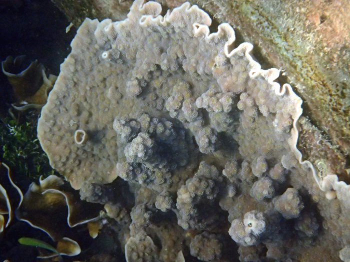 Corail dur