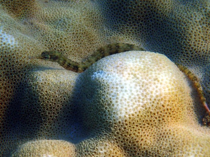 Corythoichthys haematopterus