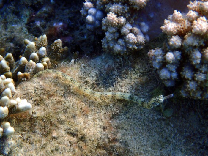 Corythoichthys haematopterus
