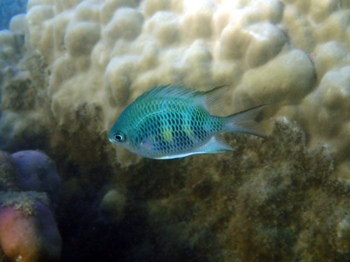 Amblyglyphidodon curacao