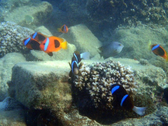 Amphiprion akindynos