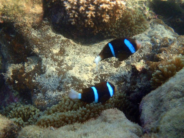 Amphiprion akindynos