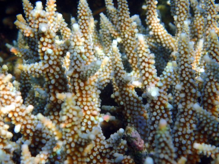 Corail dur