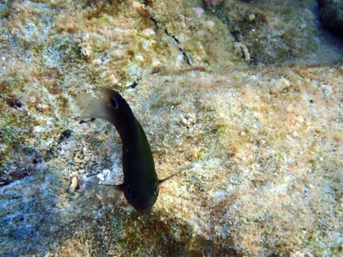 Pomacentrus chrysurus