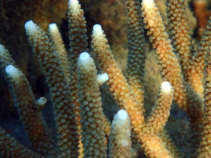Corail dur