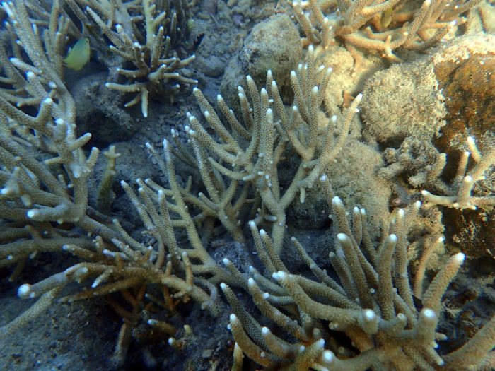 Corail dur