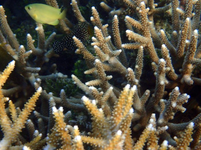 Epinephelus ongus