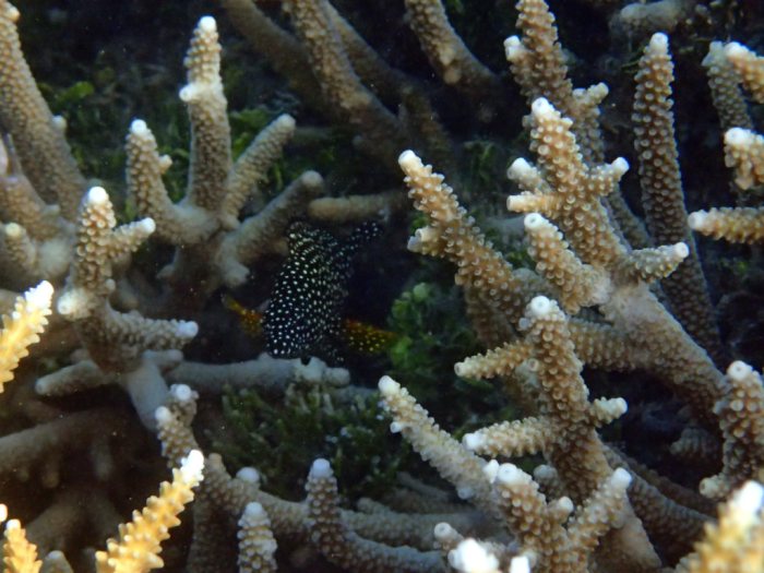 Epinephelus ongus
