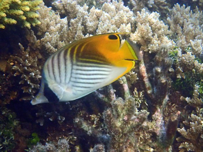 Chaetodon auriga