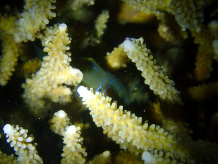 Gobiodon citrinus