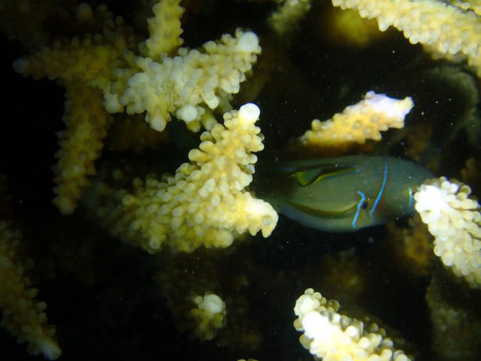 Gobiodon citrinus