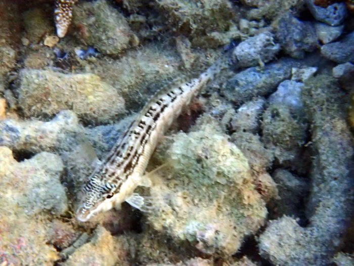 Parapercis australis