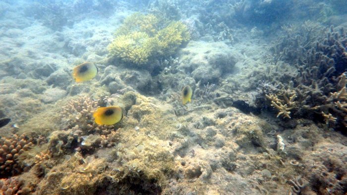 Chaetodon speculum