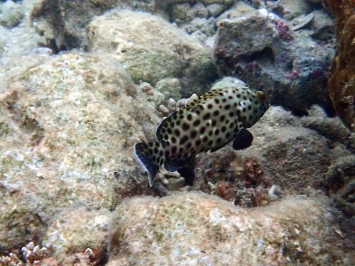 Epinephelus howlandi