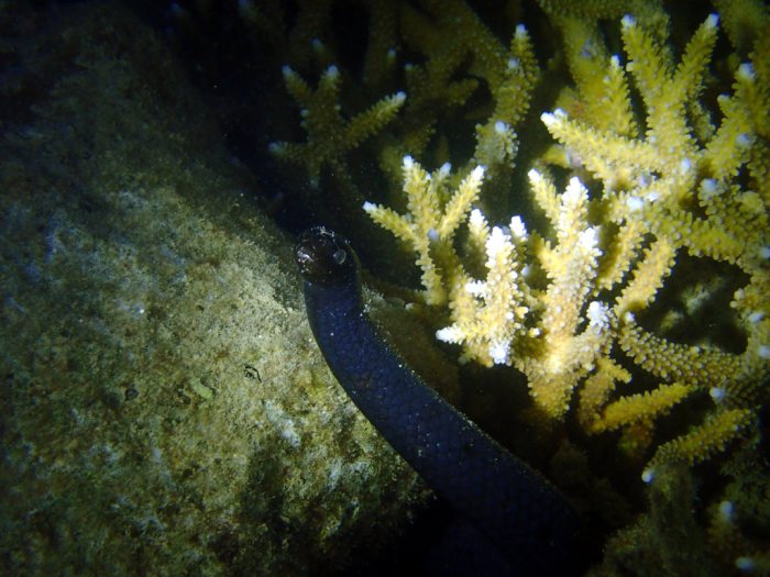 Emydocephalus annulatus