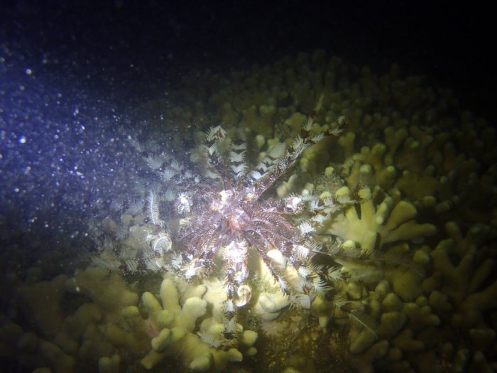 Crinoïde