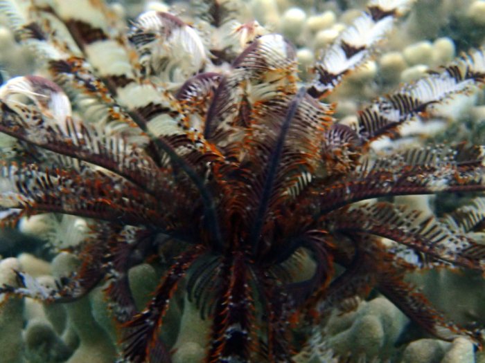 Crinoïde