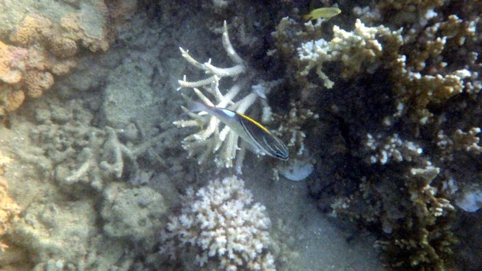 Scolopsis bilineata