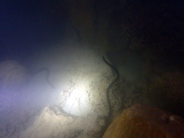 Emydocephalus annulatus
